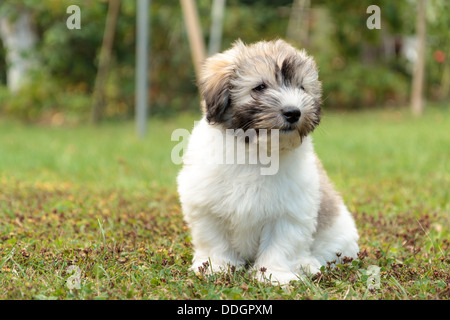 Cucciolo di un Coton de Tulear cane, seduti in giardino Foto Stock