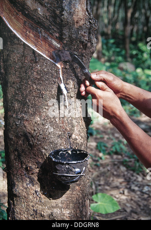 Mani con ammaccare la corteccia di punteggio di Para " gomma " albero per estrarre il lattice. Foto Stock