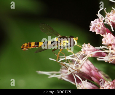 Hoverfly lungo (Sphaerophoria scripta) Foto Stock