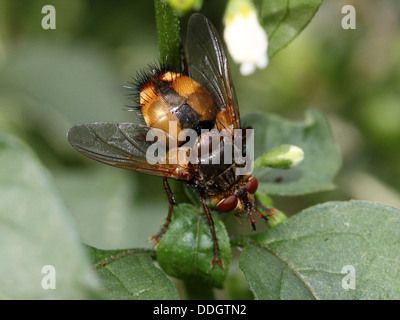 Tachina fera, uno dei grandi mosche tachinid dell Europa Foto Stock