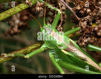 Serie dettagliate di macro di una femmina di grande macchia verde Cricket (Tettigonia viridissima) Foto Stock