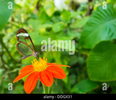 Glasswing Butterfly (Greta oto). Foto Stock