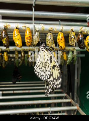Le farfalle sono recentemente emersi da crisalide in incubatore nel mondo delle farfalle a Preston Park, Stockton on Tees, England, Regno Unito Foto Stock