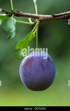 Una chiusura di una susina Foto Stock