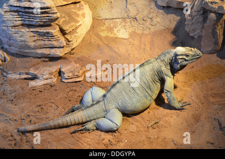 Zoo di Monaco Hellabrunn fondato nel 1911 è stato il primo Geo-zoo al mondo. Gli animali vivono secondo la loro distribuzione geografica in comunità complesse. Foto Stock