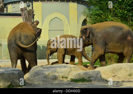 Zoo di Monaco Hellabrunn fondato nel 1911 è stato il primo Geo-zoo al mondo. Gli animali vivono secondo la loro distribuzione geografica in comunità complesse. Foto Stock