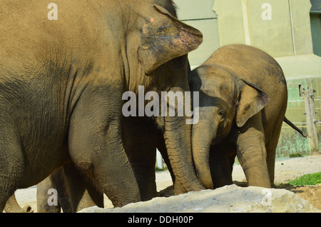 Zoo di Monaco Hellabrunn fondato nel 1911 è stato il primo Geo-zoo al mondo. Gli animali vivono secondo la loro distribuzione geografica in comunità complesse. Foto Stock