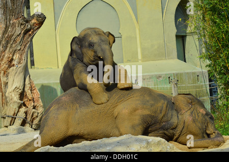 Zoo di Monaco Hellabrunn fondato nel 1911 è stato il primo Geo-zoo al mondo. Gli animali vivono secondo la loro distribuzione geografica in comunità complesse. Foto Stock