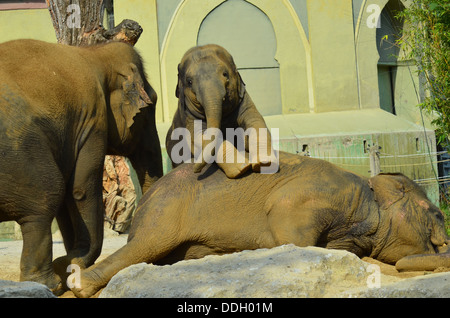 Zoo di Monaco Hellabrunn fondato nel 1911 è stato il primo Geo-zoo al mondo. Gli animali vivono secondo la loro distribuzione geografica in comunità complesse. Foto Stock