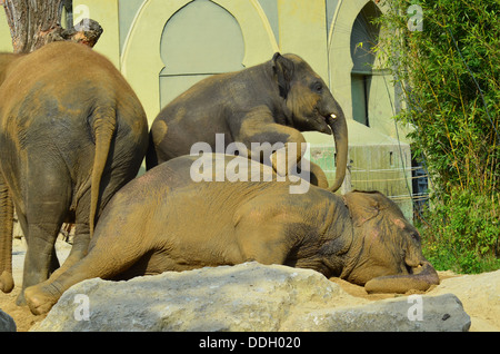 Zoo di Monaco Hellabrunn fondato nel 1911 è stato il primo Geo-zoo al mondo. Gli animali vivono secondo la loro distribuzione geografica in comunità complesse. Foto Stock