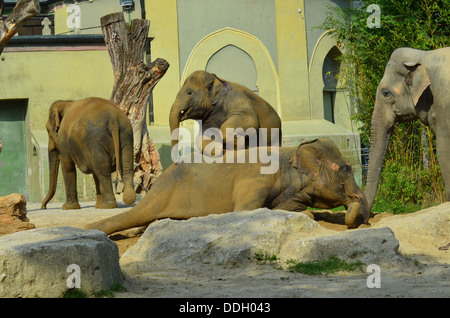 Zoo di Monaco Hellabrunn fondato nel 1911 è stato il primo Geo-zoo al mondo. Gli animali vivono secondo la loro distribuzione geografica in comunità complesse. Foto Stock