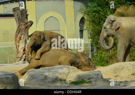 Zoo di Monaco Hellabrunn fondato nel 1911 è stato il primo Geo-zoo al mondo. Gli animali vivono secondo la loro distribuzione geografica in comunità complesse. Foto Stock