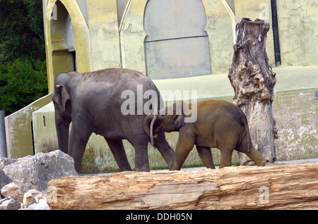 Zoo di Monaco Hellabrunn fondato nel 1911 è stato il primo Geo-zoo al mondo. Gli animali vivono secondo la loro distribuzione geografica in comunità complesse. Foto Stock