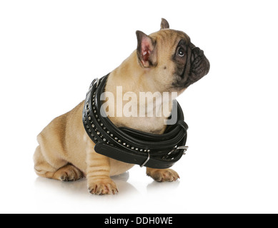 Cucciolo di crescita - bulldog francese indossando una pelle nera collare che è troppo grande - 8 settimane Foto Stock