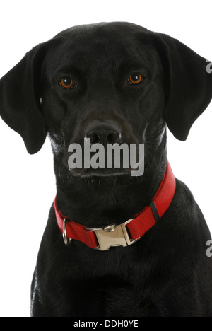 Cane nero ritratto - labrador retriever cross Foto Stock