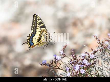 Il vecchio mondo a coda di rondine, una grande farfalla colorata, Papilio Machaon, in Puglia (Puglia), il sud Italia, in volo con la proboscide esteso Foto Stock