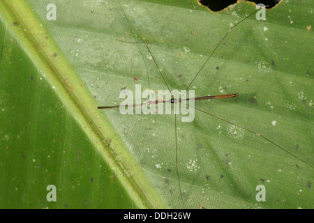 Stick insetto sulla lamina Foto Stock