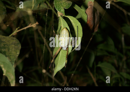 Ragno su foglia Foto Stock