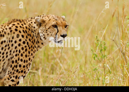 Ghepardo nella prateria. Foto Stock