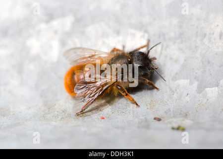 Leaf Cutter Bee; Megachile centuncularis; Regno Unito Foto Stock