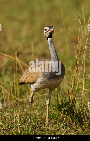 Bianco - panciuto Bustard, Masaimara National Park, India. Foto Stock