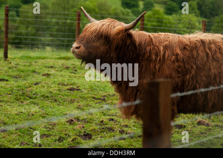 Highland bovini sono una razza scozzese di capi di bestiame con lunghe corna e Lunghi cappotti ondulate. Foto Stock