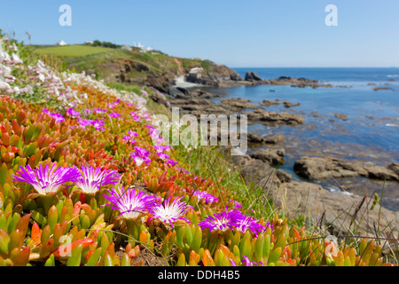 Lizard Point; Cornovaglia; Regno Unito; Hottentot figura in primo piano Foto Stock