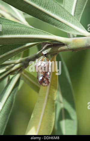 Euploea Core. Comuni indiana crow butterfly pupa Foto Stock