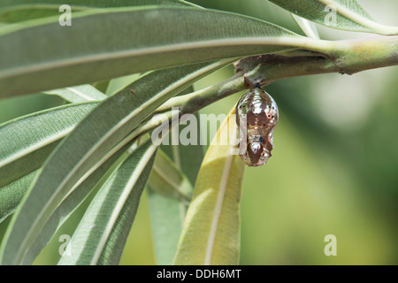 Euploea Core. Comuni indiana crow butterfly pupa Foto Stock