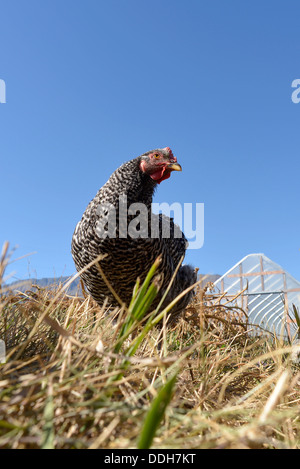 Bloccate il pollo di roccia in una fattoria in Oregon Wallowa della valle. Foto Stock