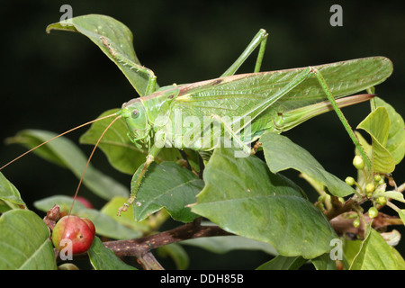 Serie dettagliate di macro di una femmina di grande macchia verde Cricket (Tettigonia viridissima) Foto Stock