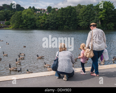 Famiglia giovani oche di alimentazione con pane accanto a un lago in barca. Foto Stock