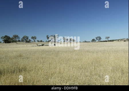 Un tipico paesaggio australiano, con erba secca e gli alberi di gomma all'orizzonte. Foto Stock