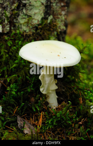 Unione angelo distruttore (Amanita virosa), deathly fungo velenoso nelle foreste europee Foto Stock