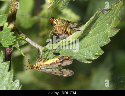 Close-up di maschio e femmina di scorpione comune vola ( Panorpa communis) su lati opposti di una foglia e tra loro affacciate Foto Stock