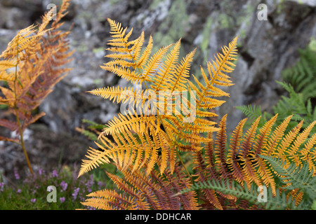 Bracken Pteridium aquilinum in colori autunnali Teesdale REGNO UNITO Foto Stock