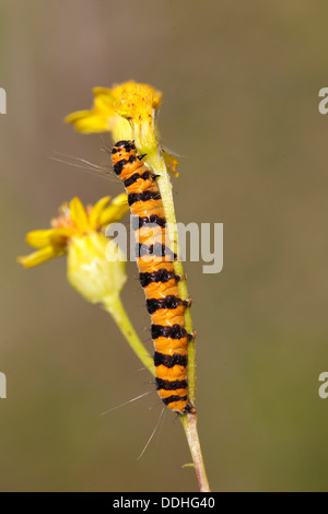 Il cinabro Tarma (Tyria jacobaeae), alimentazione caterpillar su giallo erba tossica fiori (Senecio sp.) Foto Stock