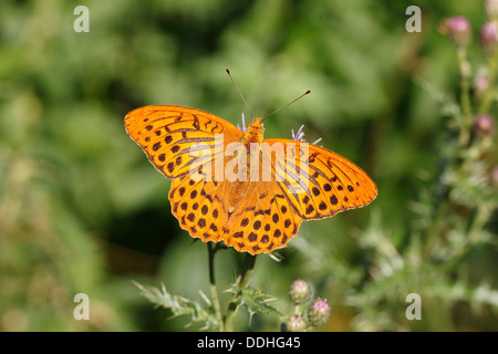 Argento-lavato Fritillary (Argynnis paphia) Foto Stock