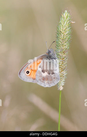 Small Heath butterfly (Coenonympha pamphilus) arroccato su di un fiore di erba Foto Stock