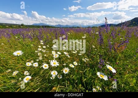 Flower prato con margherite (Leucanthemum) e Prato salvia (Salvia pratensis) Foto Stock