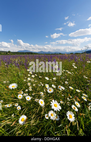 Flower prato con margherite (Leucanthemum) e Prato salvia (Salvia pratensis) Foto Stock