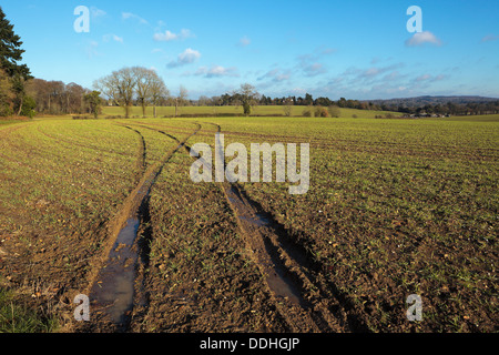 I cingoli del trattore attraversare una nuova semina campo di grano in The Chiltern Hills in bassa luminosità il sole d'inverno Foto Stock