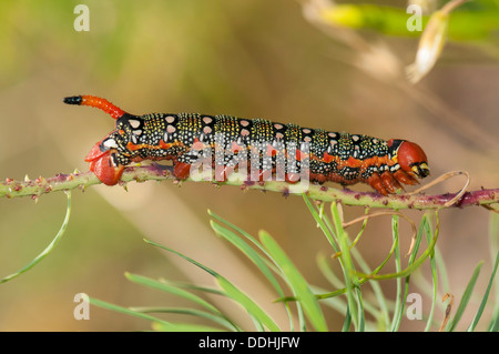 Di euforbia Hawk-moth (Hyles euphorbiae), alimentazione caterpillar sul suo stabilimento alimentare, un cipresso (Euforbia Euphorbia cyparissias) Foto Stock