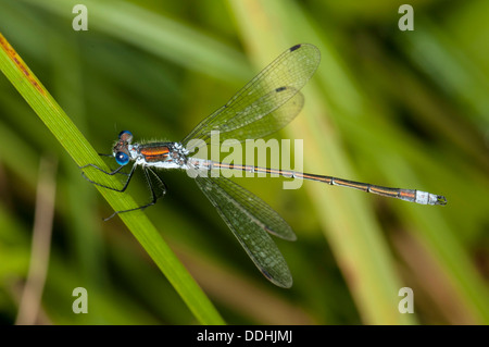 Damselfly smeraldo o Spreadwing comune (Lestes sponsa) Foto Stock