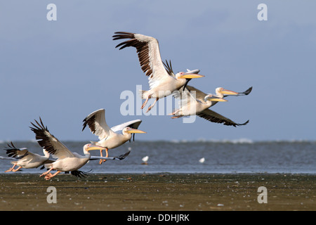 Gregge di grande pellicani (Pelecanus onocrotalus ) prendendo il largo a Sahalin isola, il Delta del Danubio, Romania Foto Stock