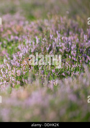 Un red grouse (Lagopus lagopus) affiora la sua testa sopra la viola heather nel distretto di Peak Derbyshire Foto Stock