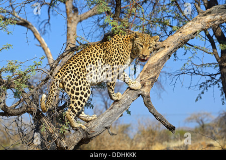 Leopard (Panthera pardus) guardando fuori da un albero Foto Stock