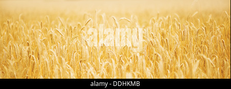 Ripening golden wheat field on the sunset panorama Foto Stock