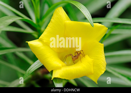 Wolf Spider (Lycosidae sp.) nel fiore di giallo Oleandro (Thevetia peruviana) Foto Stock