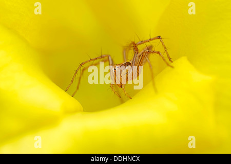 Wolf Spider (Lycosidae sp.) nel fiore di giallo Oleandro (Thevetia peruviana) Foto Stock